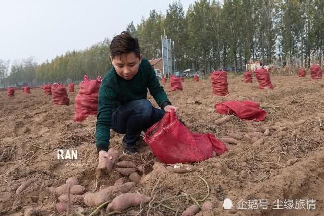 菏泽一个返乡大学生创业的第 一步，种植的500亩地瓜丰收了