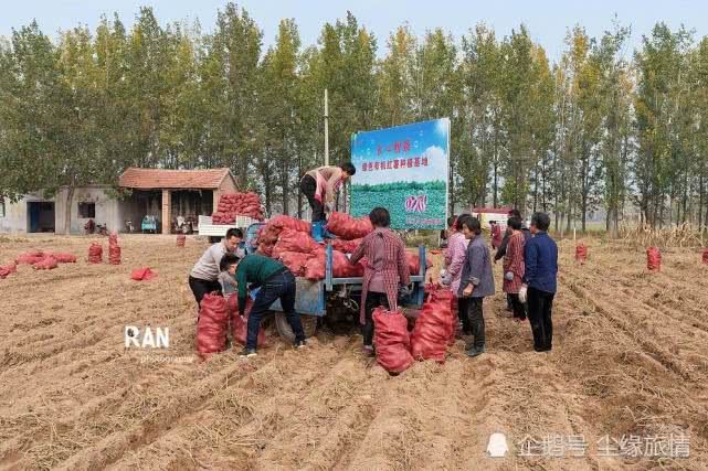 菏泽一个返乡大学生创业的第 一步，种植的500亩地瓜丰收了