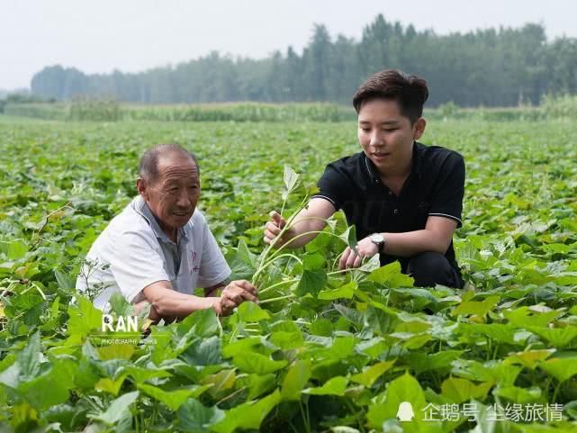 菏泽一个返乡大学生创业的第 一步，种植的500亩地瓜丰收了